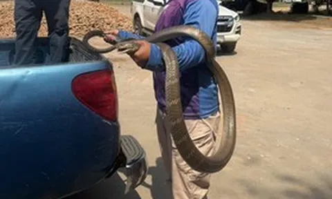 Bắt sống rắn hổ mang chúa khổng lồ dài 4,5 mét