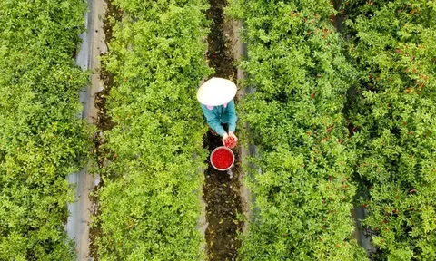 Từng là thứ quả 'hái ra tiền' khi giá cao kỷ lục, nay chín đỏ đồng không ai buồn hái