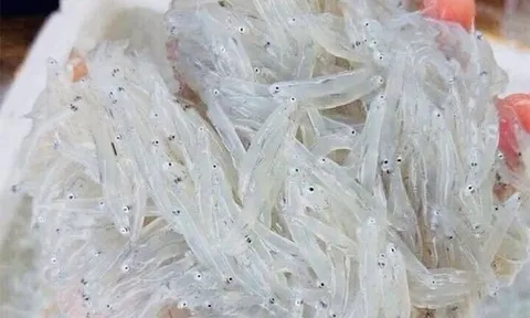 Đặc sản quý mỗi năm chỉ có một mùa, rất giàu canxi, từ già tới trẻ ai cũng mê