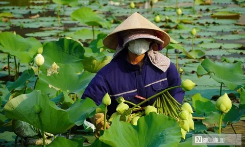 Trồng cây “nở là hái ra tiền”, cặp vợ chồng ở Nghệ An thu tiền triệu mỗi ngày