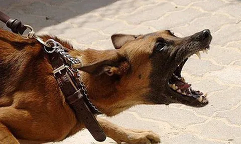 Đề phòng bệnh dại mùa nắng nóng