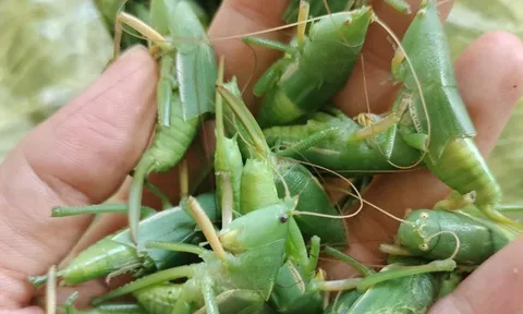 "Côn trùng bay" giá cả triệu đồng/kg: Ngon, bổ nhưng khi ăn cần lưu ý