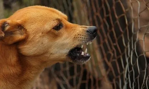 Bé trai 5 tuổi tử vong nghi do mắc bệnh dại sau khi bị chó, mèo cào cắn