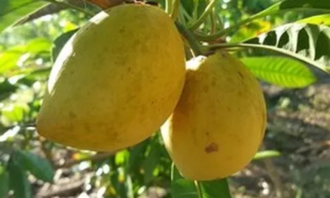 Từng rụng đầy gốc không ai hái, loại quả quê này sang trời Tây bỗng thành 'vàng ròng' giá 2 triệu/kg