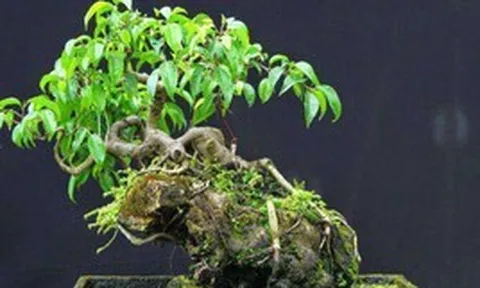 3 cây bonsai "giữ tiền như két sắt": Giá cả phải chăng lại trấn trạch, hút tài cho gia chủ