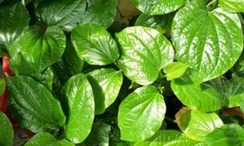 Lời khuyên đến những gia đình đang trồng cây lá lốt