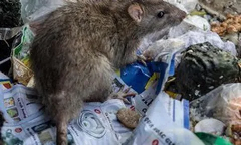 Bộ Y tế cảnh báo virus Hanta sau chùm ca tử vong trên tàu du lịch ở Nam Đại Tây Dương