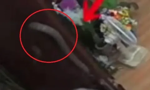 Mở cửa bước vào nhà, cụ bà chết lặng trước cảnh tượng rợn người bên trong