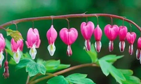 4 loại cây không được cắt tỉa trong tháng 5