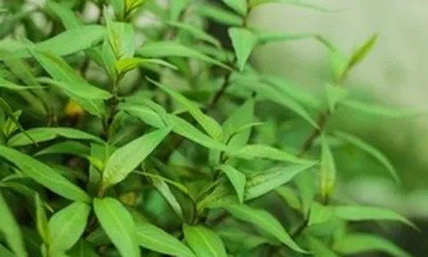 Lời khuyên dành cho các gia đình đang trồng rau răm