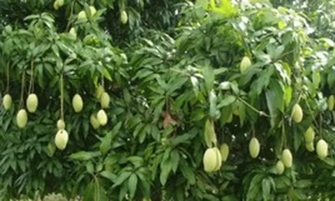 Lời khuyên dành cho những gia đình đang trồng cây xoài