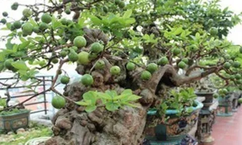 3 lý do bạn nên trồng một cây ổi trong nhà