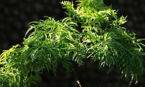 Vì sao người xưa thường trồng một cây đinh lăng trong nhà?