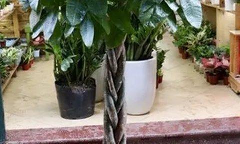 7 lý do nên trồng cây kim ngân trong nhà