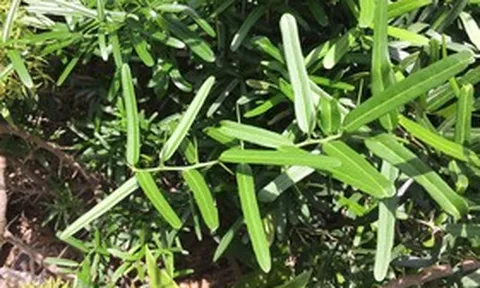 Ngỡ là cây dại ven đường, ai ngờ phần rễ bán tới 10 triệu/kg, vẫn có người mua