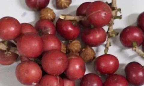 Hơn 200 học sinh ngộ độc nghi do ăn quả lạ