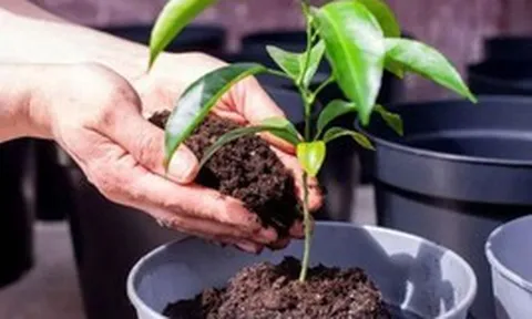 3 lý do nên có một cây chanh trong nhà