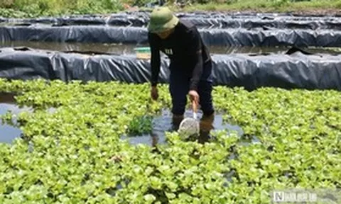 Bỏ việc lương hàng nghìn USD ở nước ngoài, anh nông dân lên khe núi nuôi con "một vốn bốn lời"