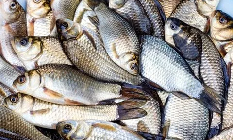 Loại cá bổ dưỡng vào mùa hè, giá rẻ nhưng nhiều người mê