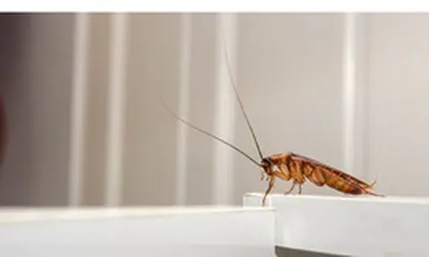 5 loại mùi mà gián rất ghét, ngửi thấy là tránh xa