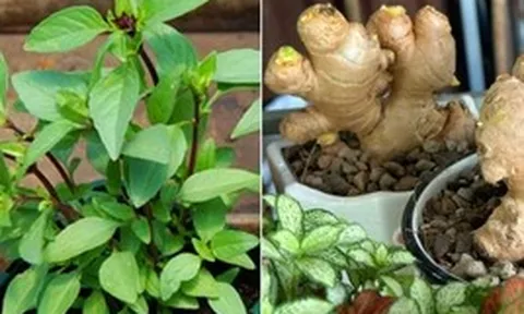 3 cây gia vị nên trồng trong nhà