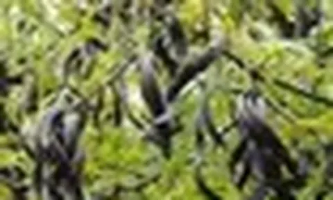 Loại quả 'mọc hoang' của Việt Nam 'khát hàng' tại Trung Quốc, giá hơn 2 triệu đồng/kg