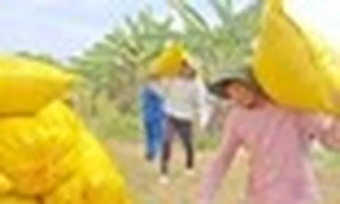 Lý do Việt Nam nhập khẩu lúa gạo đứng thứ 2 thế giới