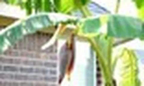 3 lý do phong thủy khiến nhiều người tránh trồng chuối trước nhà
