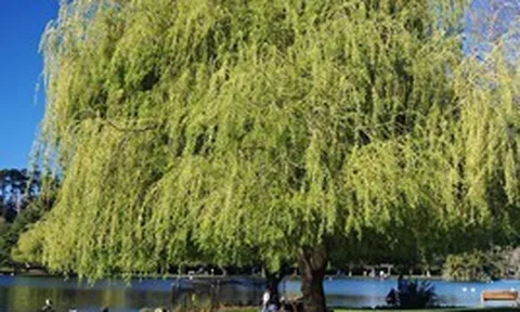 6 loại cây chớ nên trồng trong sân nhà