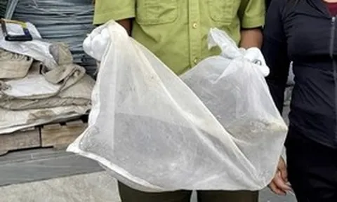 “Vị khách lạ” nặng 5kg đi lạc vào khu dân cư khiến hàng trăm người kéo tới xem