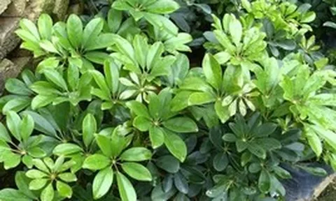 Lợi ích khi trồng cây ngũ gia bì