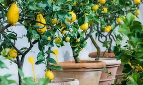 7 loại cây ăn quả có thể trồng ở ban công: Loại cuối cùng khiến nhiều người bất ngờ