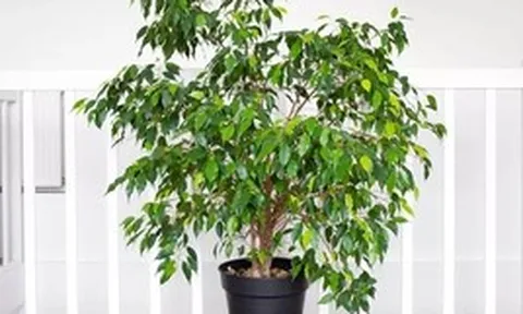 8 loại cây chớ nên trồng trong nhà