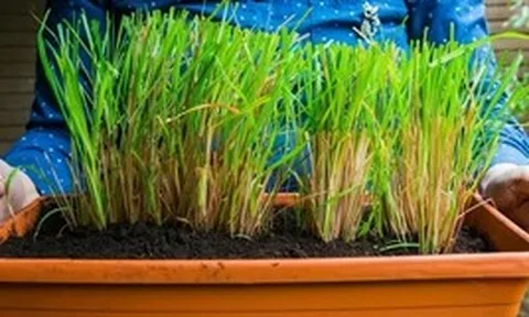 Lợi ích khi trồng sả