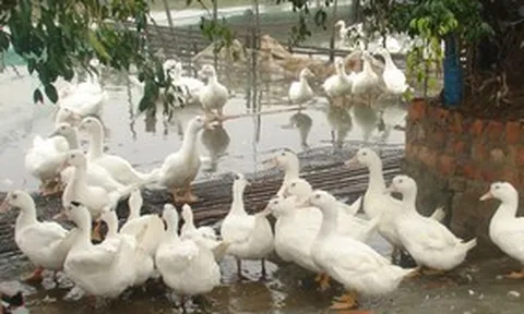 Đàn vịt liên tục chết bất thường, cụ bà 68 tuổi "sốc" khi biết thủ phạm