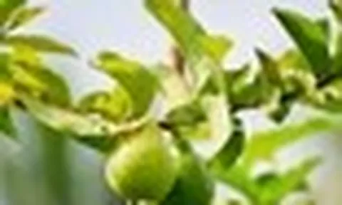 3 công dụng của lá ổi, biết để tận dụng ngay