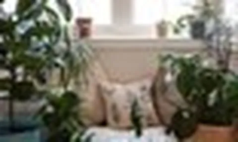 Chuyên gia phong thủy: Đây là 12 loại cây tốt nhất để trồng trong nhà