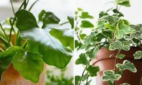6 loại cây không nên trồng trong nhà