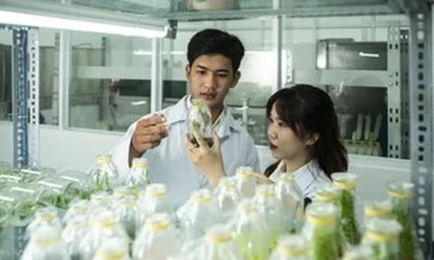 Trường ĐH Văn Lang công bố học bổng "khủng" lên đến 800 triệu đồng/suất