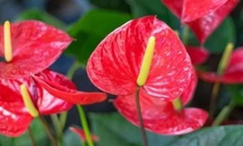 5 lời khuyên dành cho các gia đình đang trồng cây hồng môn