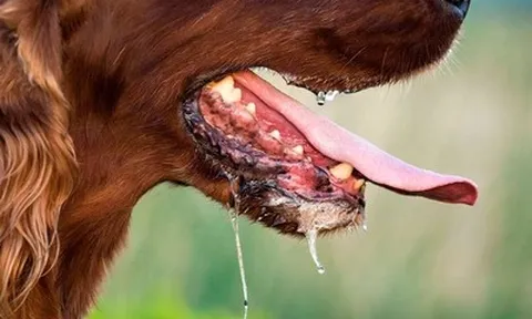 Bị chó dại cắn, không tiêm phòng, người đàn ông 69 tuổi tử vong
