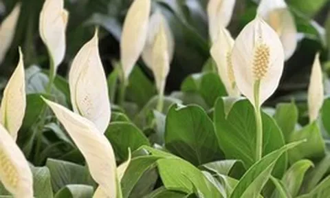Cây lan ý “ra hoa dày đặc” khi được tưới loại nước này: Rất quen với người Việt