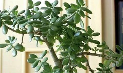 3 loại cây đặt trong nhà có thể sống trăm năm: Được xem như "báu vật" để lại cho con cháu