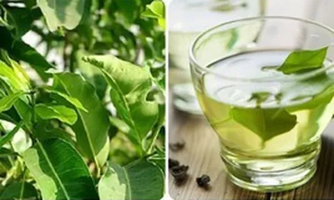Uống nước vối có tác dụng gì?
