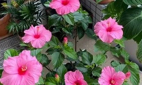 “Hoa thì xanh tốt mà người cứ mệt mỏi”: 6 loại cây cảnh nhiều gia đình vẫn trồng trong nhà nhưng tiềm ẩn không ít rắc rối