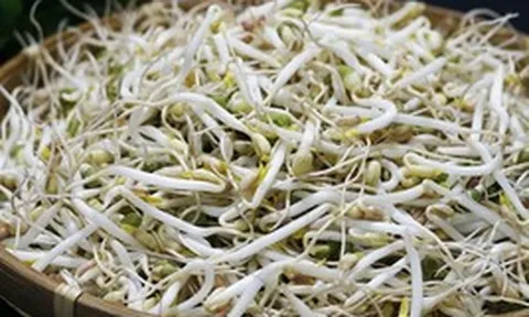 'Nước kẹo' dùng để ủ giá đỗ nguy hiểm thế nào?