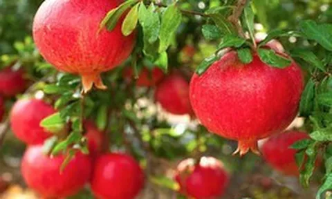 Vì sao người xưa thường trồng một cây lựu trước cổng?