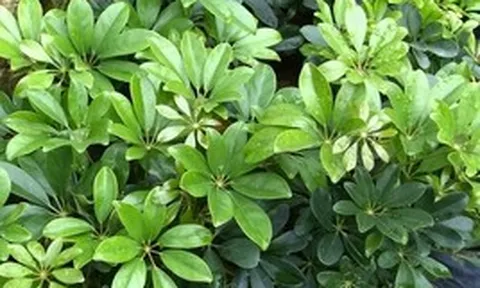 Công dụng của cây ngũ gia bì