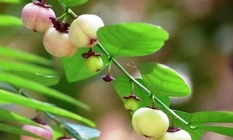 Công dụng của rau ngót