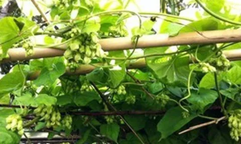 3 lý do vì sao bạn nên trồng cây thiên lý trước nhà
